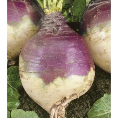 Tuřín Magres - Brassica napus var. napobrassica - prodej semen - 200 ks – Zboží Dáma