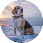 Caketools Jedlý papír "Psi 11" Bígl - A4 – Sleviste.cz