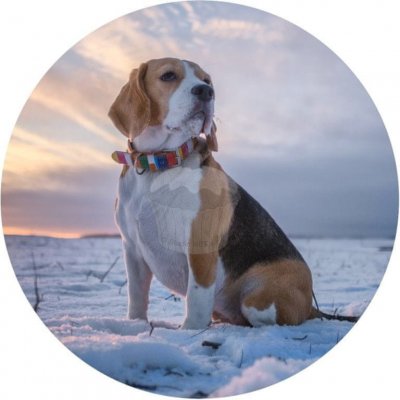 Caketools Jedlý papír "Psi 11" Bígl - A4 – Sleviste.cz