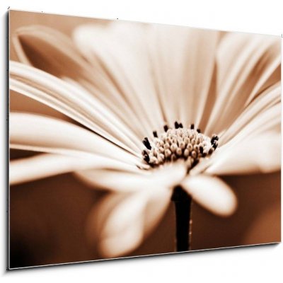 Skleněný obraz 1D - 100 x 70 cm - pretty daisy, shallow depth of field hezká sedmikráska, malá hloubka ostrosti – Zboží Mobilmania