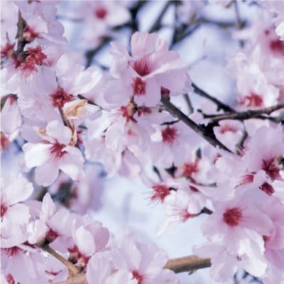 d-c-fix 280-0062 Samolepící tapeta třešňové květy , rozměr 45 cm x 15 m, – Zboží Dáma