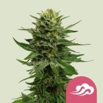 Royal Queen Seeds Blue Mystic semena neobsahují THC 5 ks – Zboží Mobilmania