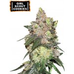 Seedstockers Girl Scout Cookies semena neobsahují THC 3 ks – Hledejceny.cz