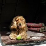 Pet Rebellion Boot Mate Ochranný potah do kufru černý 67 x 100 cm – Sleviste.cz