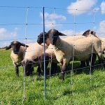 Modrá síť pro elektrický ohradník proti vlkům, výška 122 cm, délka 50 m, dvojitý hrot – Zboží Mobilmania