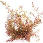 Rotala H´ra – Zboží Dáma