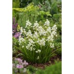 Hyacintovec 'Hispanica white' 10 ks – Sleviste.cz