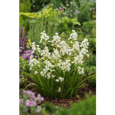 Hyacintovec 'Hispanica white' 10 ks – Sleviste.cz