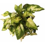 Alternanthera colorata – Zboží Dáma