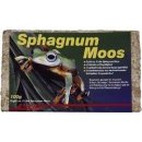  Lucky Reptile Sphagnum Moos rašeliník 100 g