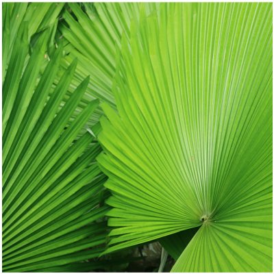 Palma - Carludovica rotundifolia - semena palmy - 3 ks – Zboží Mobilmania