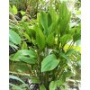 Akvarijní rostlina I--Z Echinodorus inpai - Šípatkovec inpai