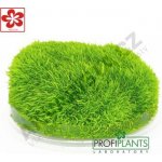 Utricularia graminifolia - Bublinatka trávolistá – Zboží Dáma