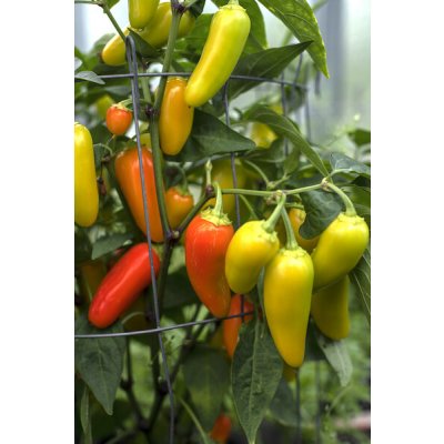 Jalapeno NuMex Pinata – Zboží Dáma