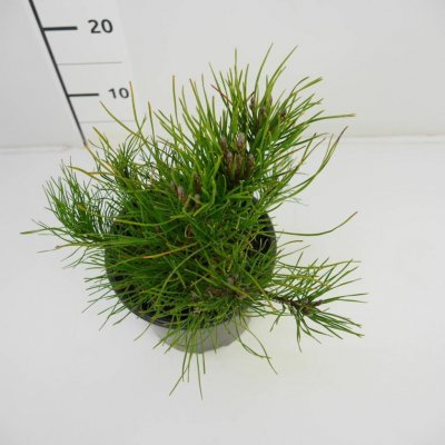 Pinus mugo var. pumilio Prodejní velikost: 005/015, Velikost hrnku: 2 l – Hledejceny.cz