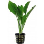 Echinodorus bleheri - Šípatkovec bleheri – Zboží Mobilmania