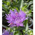 Stokesia laevis Mel's blue Velikost hrnku: 2l terac – Zboží Dáma