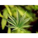 WEBLUX 5123920 Fototapeta papír marijuana marihuana rozměry 360 x 266 cm