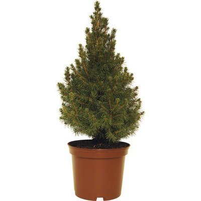 Smrk sivý FloraSelf Picea glauca 'Conica' výška 30-40 cm květináč 3 l – Hledejceny.cz