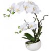 Květina Orchidej Můrovec bílý v květináči, 42cm