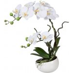 Orchidej Můrovec bílý v květináči, 42cm