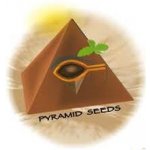 Pyramid Seeds White Widow CBD semena neobsahují THC 3 ks – Sleviste.cz