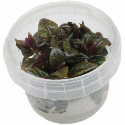 Alternanthera reineckii Purple – Zboží Dáma