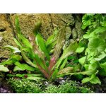 Echinodorus phyton – Zboží Dáma