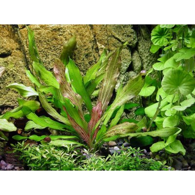Echinodorus phyton – Zboží Dáma