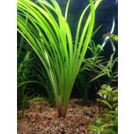 Cyperus helferi - Šáchor Helferův – Zboží Dáma