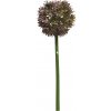 Květina Česnek okrasný - Allium Natasja lilková V60 cm