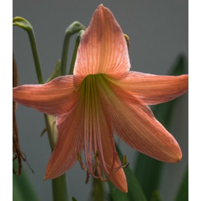 Lilie African Queen - Lilium - cibuloviny - 1 ks