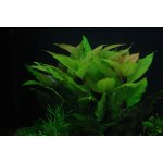 Hygrophila corymbosa - Mokřanka vzpřímená – HobbyKompas.cz