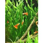 Vallisneria Corksrew – Sleviste.cz