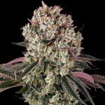 Barney's Farm Glookies semena neobsahují THC 10 ks – Zboží Dáma