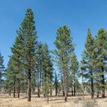 Borovice těžká Pinus ponderosa semena 6 ks – Hledejceny.cz