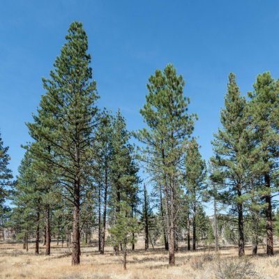 Borovice těžká Pinus ponderosa semena 6 ks – Hledejceny.cz