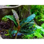 Bucephalandra Velvet – Sleviste.cz