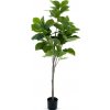Květina Fíkus - Ficus benghalensis v květináči zelený V170 cm (N520671)