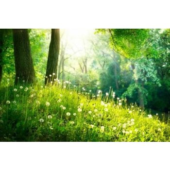Obraz 90x60cm Jarní příroda krásná krajina. zelená tráva a stromy, rozkvetlá louka