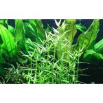 Murdannia keisak – Sleviste.cz