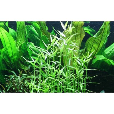 Murdannia keisak – Sleviste.cz