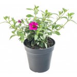 Výhodné balení 6x Minipetúnie, Million Bells, tmavě růžová, velikost květináče 10 - 12 cm – Sleviste.cz