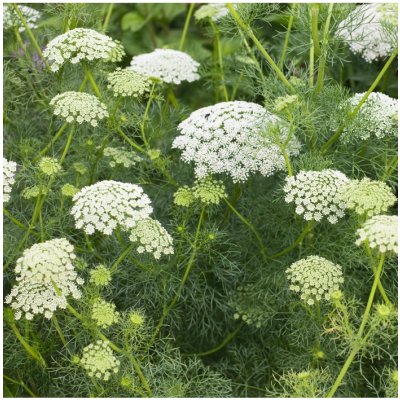 Pakmín větší - Ammi majus - semena pakmínu - 150 ks