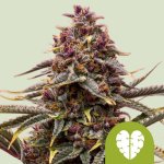 Royal Queen Seeds Pink Mist Auto semena neobsahují THC 1 ks – Zboží Mobilmania