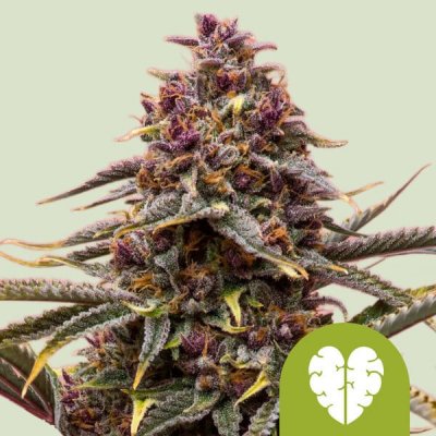Royal Queen Seeds Pink Mist Auto semena neobsahují THC 1 ks – Zboží Mobilmania