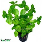 Bacopa lanigera - Bakuma vlasatá – Sleviste.cz