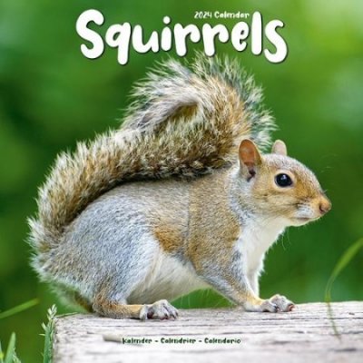 Squirrels Square Animal Wall 16 Month 2024