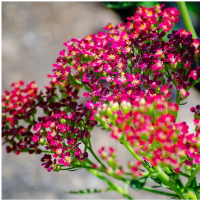 Řebříček obecný Cerise Queen - Achillea millefolium - osivo řebříčku - 0,1 g – Hledejceny.cz