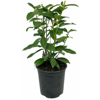 Prunus laur. 'Genolia'® Prodejní velikost: 040/060, Velikost hrnku: 3 l – Zbozi.Blesk.cz